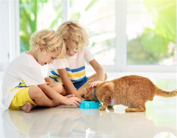 Hamsters X: The Ultimate Guide to Understanding and Caring for Your Pet